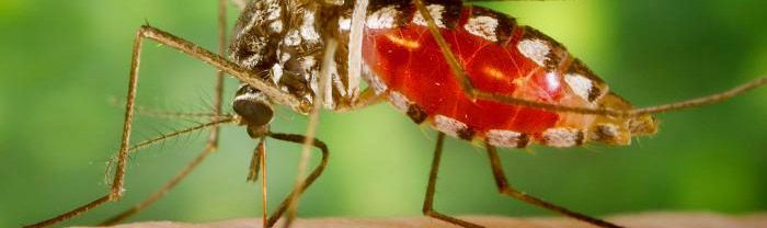 malaria myths and facts