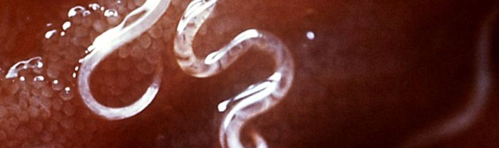 hookworm prevention and treatment