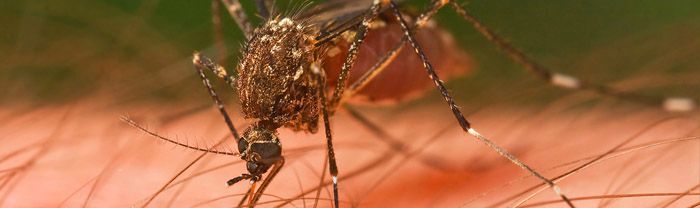 mosquito myths and facts