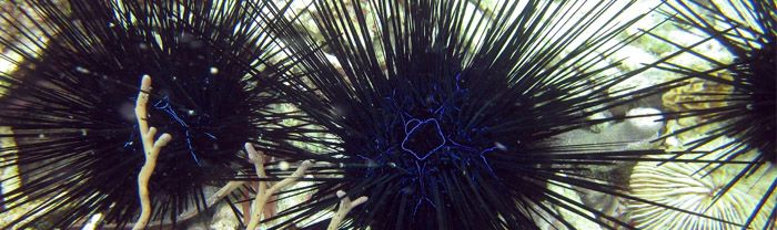 Sea urchin sting