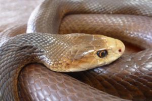 taipan snake australia